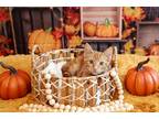 Adopt Heidi a Orange or Red Tabby Domestic Shorthair (short coat) cat in