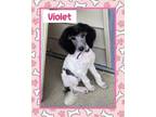 Adopt Violet a White - with Black Poodle (Standard) / Mixed dog in Fort Wayne