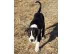 Adopt Bennie a Black - with White Pit Bull Terrier / Mixed dog in Waynesboro