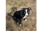 Adopt Lane a Black - with White Pit Bull Terrier / Mixed dog in Waynesboro