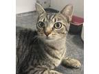 Adopt Ice Cream a Brown Tabby Domestic Shorthair (short coat) cat in Manchester