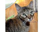 Adopt Brittany a Gray or Blue (Mostly) Domestic Shorthair (short coat) cat in