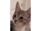 Adopt Albert KITTEN a Gray or Blue (Mostly) Domestic Mediumhair / Mixed cat in