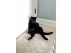 Adopt Freddie a All Black American Shorthair / Mixed (short coat) cat in Holly