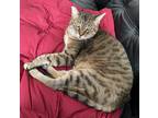 Adopt Hobbes a Brown Tabby Tabby / Mixed (short coat) cat in Indianapolis