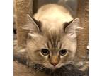 Adopt Khal a Gray or Blue (Mostly) Ragdoll cat in Wake Forest, NC (39131475)