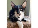 Adopt Teddy a Black & White or Tuxedo Domestic Shorthair (short coat) cat in