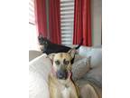Adopt Princess a Tan/Yellow/Fawn - with White Black Mouth Cur / Mixed dog in