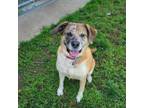 Adopt Mayla a Tan/Yellow/Fawn - with White Mastiff / Mixed dog in Hornell