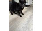 Adopt Moose a All Black Bombay / Mixed (short coat) cat in Plano, TX (39131466)