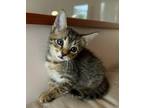 Adopt Bruce a Gray, Blue or Silver Tabby Domestic Shorthair / Mixed (short coat)