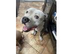 Adopt Diesel a White - with Gray or Silver American Pit Bull Terrier / Mixed dog