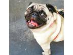 Adopt Frankie a Tan/Yellow/Fawn - with Black Pug / Mixed dog in San Diego