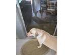 Adopt Savannah a Tan/Yellow/Fawn Labrador Retriever / Mixed dog in Cave Creek