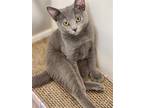 Adopt Whispurr a Gray or Blue Russian Blue / Mixed (short coat) cat in Phoenix