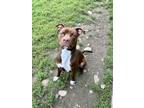 Adopt Bison a Brown/Chocolate Pit Bull Terrier / Mixed dog in Hornell