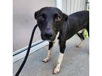 Adopt Seymour a Black Border Collie / Jack Russell Terrier / Mixed dog in