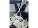 Adopt Emory a Black - with White Boston Terrier / Mixed dog in Plano