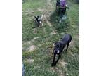 Adopt Sasha a Black Great Dane / Mixed dog in Woodbridge, VA (39131316)