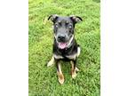 Adopt Athena a Brown/Chocolate German Shepherd Dog / Mixed dog in Hornell