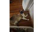 Adopt Yoko a Spotted Tabby/Leopard Spotted Tabby / Mixed (short coat) cat in