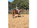 Adopt Dahlia a Quarterhorse / Mixed horse in Houston, TX (39131189)