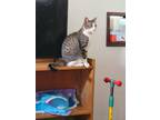 Adopt Sophie a Gray, Blue or Silver Tabby Domestic Shorthair / Mixed (short