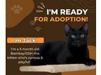 Adopt Jack a All Black Bombay / Mixed (short coat) cat in DFW Metroplex