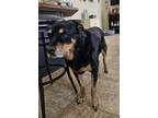 Adopt Pepe a Black - with Tan, Yellow or Fawn Rottweiler / Australian Shepherd /