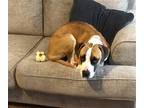 Adopt Jaba a Brown/Chocolate - with White Boxer / Mixed dog in St Louis