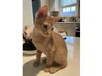 Adopt Teddy a Orange or Red Tabby Domestic Shorthair (short coat) cat in