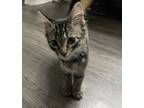 Adopt Coraline a Gray, Blue or Silver Tabby Tabby / Mixed (medium coat) cat in