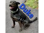 Adopt Duke a Black - with Brown, Red, Golden, Orange or Chestnut German Shepherd