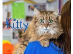 Adopt Kitty a Brown or Chocolate Maine Coon (long coat) cat in Somerset