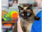 Adopt Sassy a Brown or Chocolate Siamese (short coat) cat in Somerset