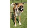 Adopt Skyler a Border Collie / Collie / Mixed dog in Dalton, GA (39091975)