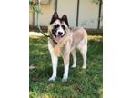 Adopt PEPPER a Gray/Silver/Salt & Pepper - with Black Akita / Mixed dog in