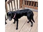 Adopt Queenie a Black Labrador Retriever / Mixed dog in Colorado Springs