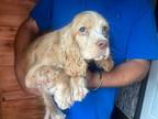 Adopt Athena a Tan/Yellow/Fawn Cocker Spaniel / Mixed dog in Hoffman Estates