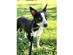 Adopt Dude a Brown/Chocolate Corgi / Blue Heeler dog in Gilbertsville