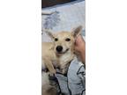 Adopt Polly a Tan/Yellow/Fawn Shiba Inu / Fox Terrier (Smooth) / Mixed dog in