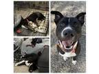 Adopt Mathers a Black - with White Mutt / American Pit Bull Terrier / Mixed dog