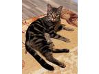 Adopt Gabby a Gray, Blue or Silver Tabby Domestic Shorthair (short coat) cat in