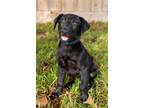 Adopt Rocco Park a Black German Shepherd Dog dog in Provo, UT (39129566)