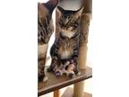 Adopt Mary Ann a Brown Tabby Domestic Shorthair (short coat) cat in Tucson