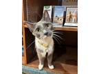 Adopt Nike a Gray or Blue Domestic Shorthair / Mixed (short coat) cat in