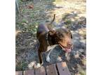 Adopt Louise a Brown/Chocolate - with White American Pit Bull Terrier / Mixed