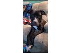 Adopt Maximus a Black - with White Mutt / American Pit Bull Terrier dog in Saint