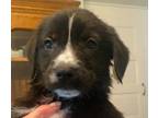 Adopt O’Brien ???? a Black - with White Australian Shepherd / Border Collie