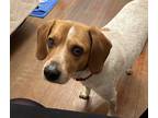 Adopt Toby a White - with Brown or Chocolate Beagle / Jack Russell Terrier /